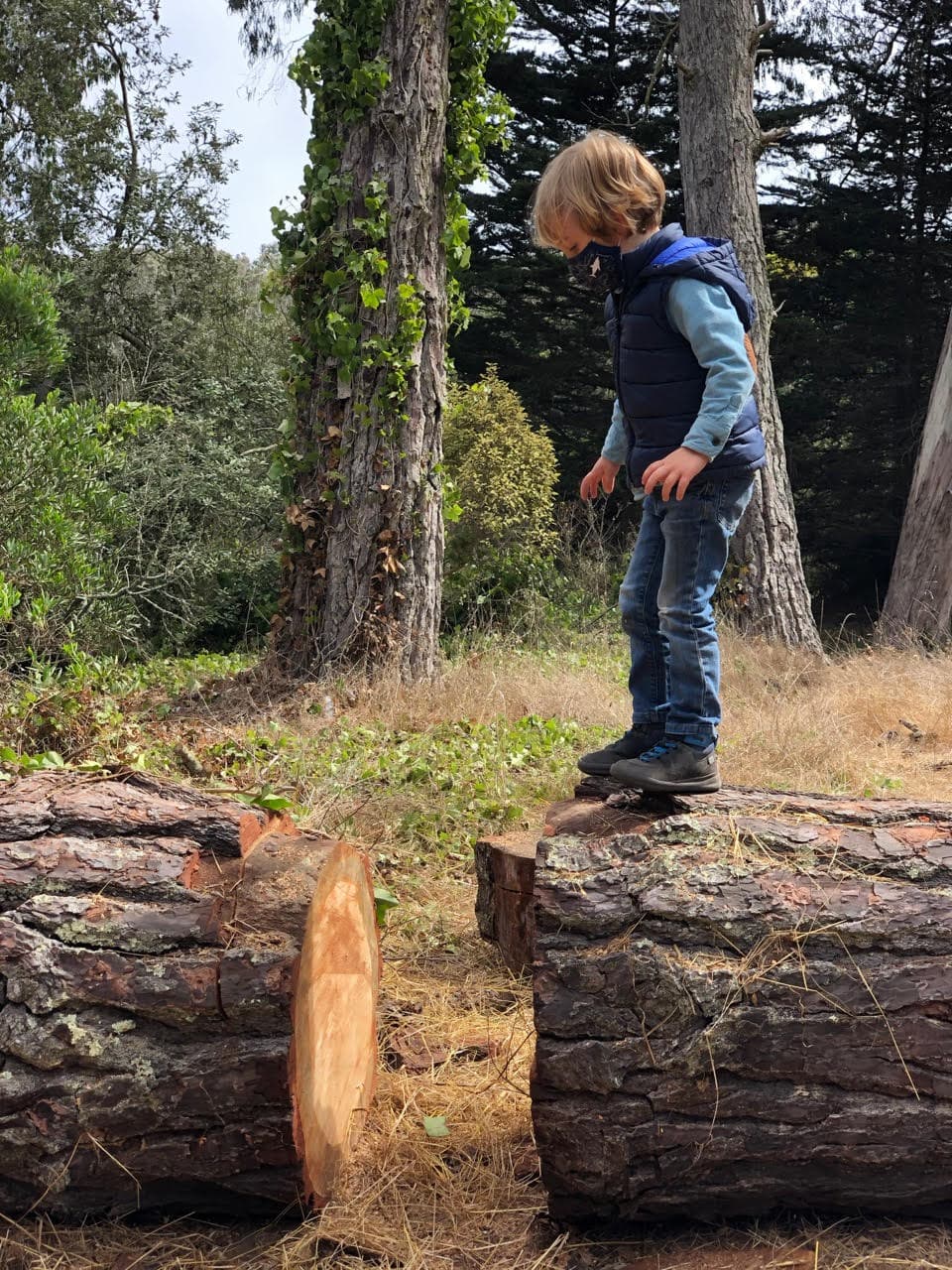 Wise Forest Preschool