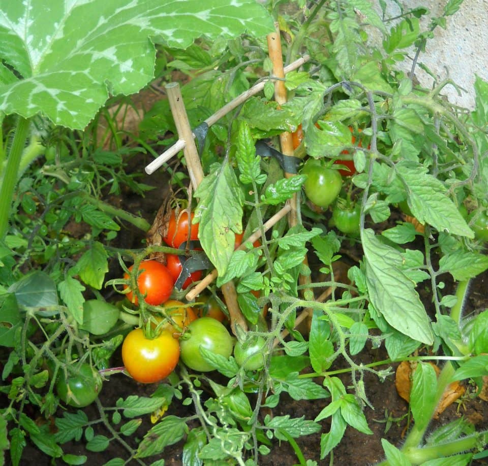 Foto 4