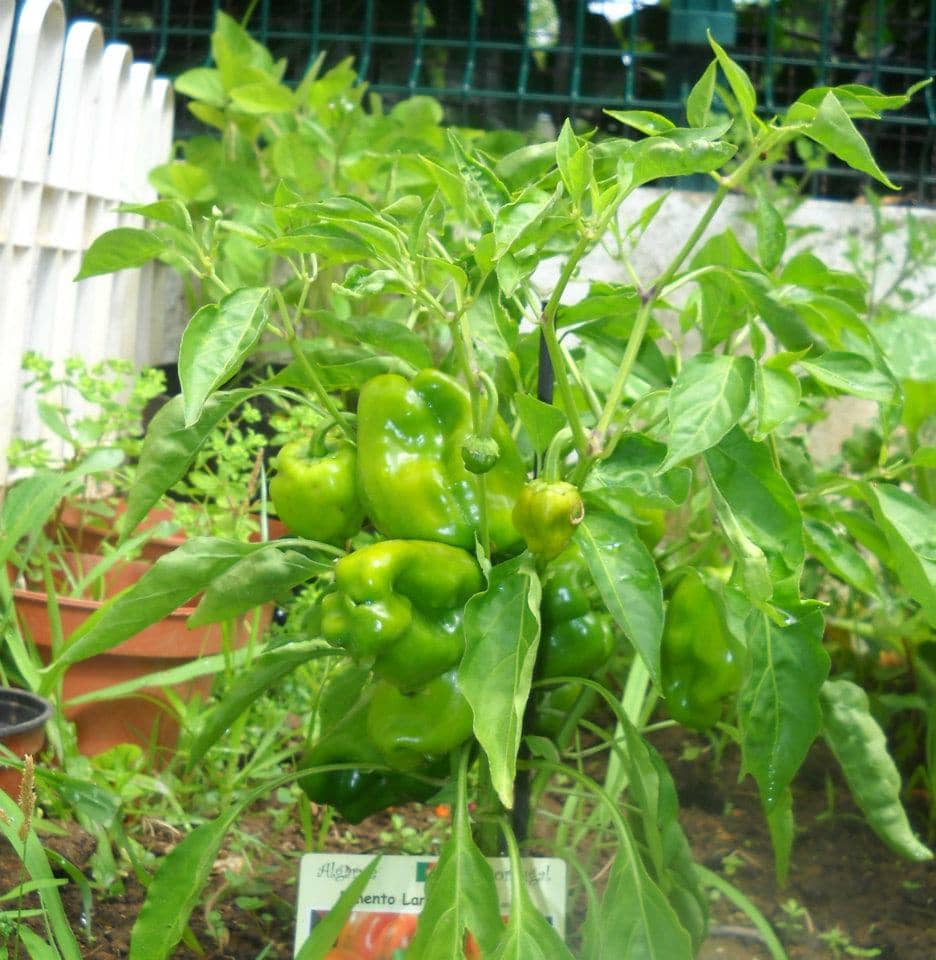 Foto 5