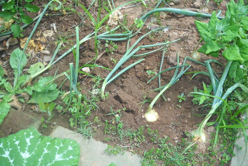 Foto 9